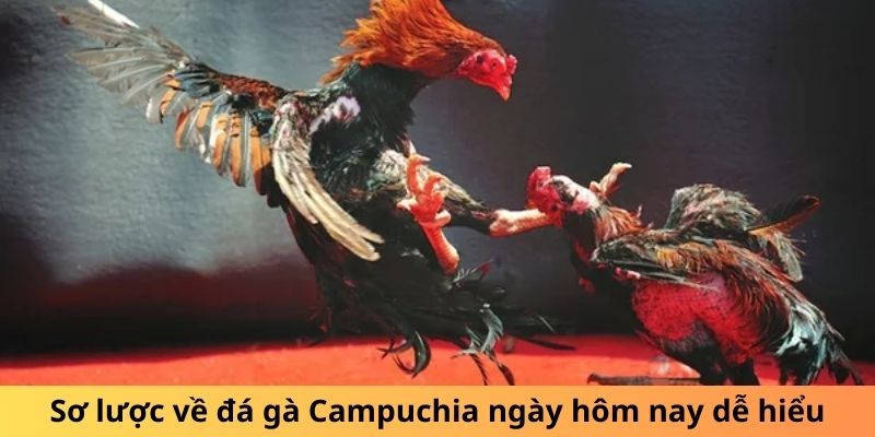 Đá gà Campuchia được nhiều người yêu thích và lựa chọn